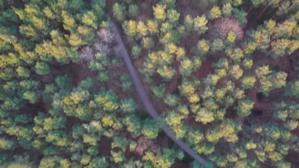 Bird Eye View Asphalt Road Surrounded Green Dense Forests Bavaria — Vídeo de stock