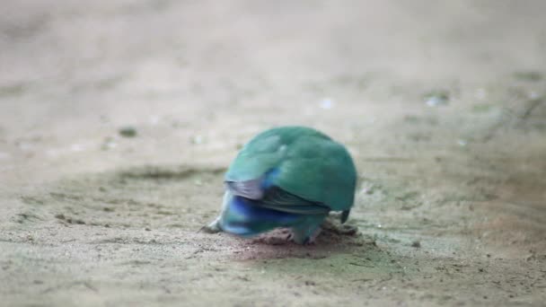 Closeup View Happy Rose Ringed Parakeet Enjoying Food Ground — Vídeo de stock