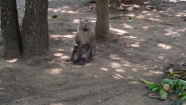 Monkey Eating Fruit Tree — Stockvideo