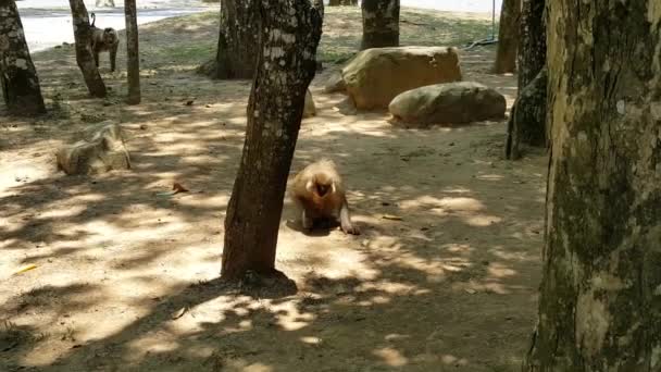 猴子吃水稻种子在地面上 — 图库视频影像