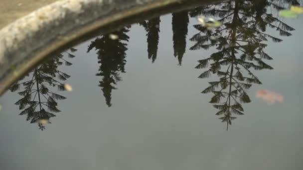 Beautiful Shot Reflection Trees Water — Wideo stockowe