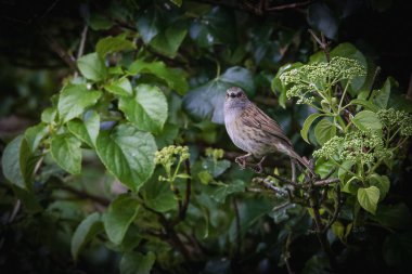 Ormandaki dallara tünemiş bir Dunnock manzarası.
