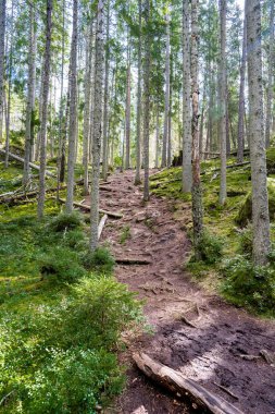İsveç 'te güneşli bir günde yemyeşil bir orman