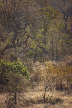 Safaride bir zürafanın yakın çekimi.