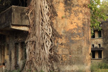 A beautiful view of the root of a banyan tree climbing over an old abandoned building on a sunny day