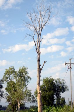 tree against blue sky spring with clouds