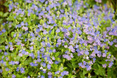 Leylak çalısı, Aubrieta deltoidea ilkbaharda çiçekler, mor taç yaprakları, ilkbaharda açan kırsal alanlar.