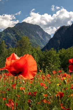 Gündüz vakti ağaçların ve dağların arka planında parlak kırmızı gelincikli bir tarlanın dikey görüntüsü