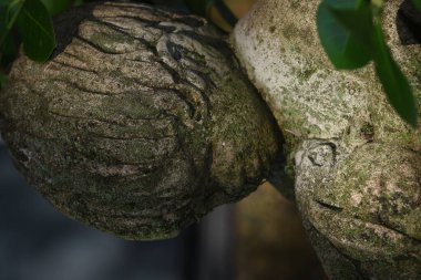 Yosun kaplı eski bir taş heykelin dikey çekimi.