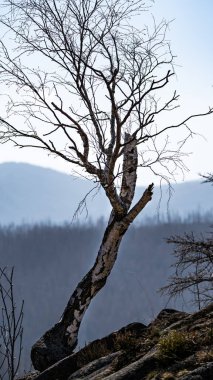 Gökyüzüne karşı yamaçtaki kuru bir ağacın dikey yakın çekimi.