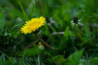 Sarı çiçeklerle yakın plan.