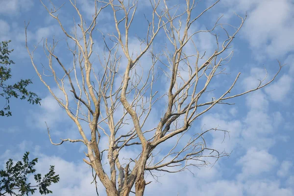 Tree Blue Sky Spring Clouds — Foto Stock