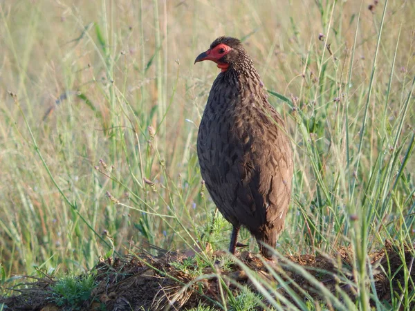 Μια Επιλεκτική Του Francolin Swainson Pternistis Swainsonii Στο Γρασίδι — Φωτογραφία Αρχείου