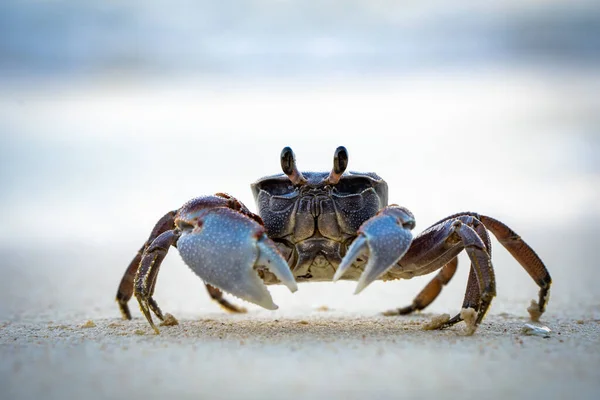 Closeup Shot Small Crab Walking Sand Blurred Background — Stock Photo, Image