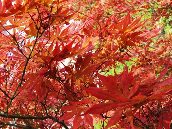 Detailní Záběr Červené Listí Stromu Slunci — Stock fotografie