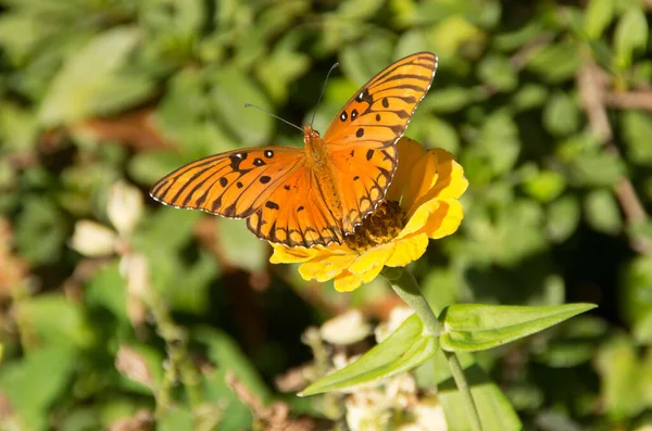 Ένα Κοντινό Πλάνο Ενός Σκώρου Μια Zinnia Μια Φυτεία Στο — Φωτογραφία Αρχείου