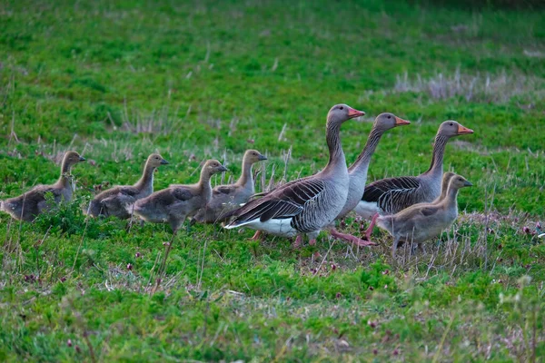 Eine Nahaufnahme Einer Schar Grauer Enten Mit Küken Die Auf — Stockfoto