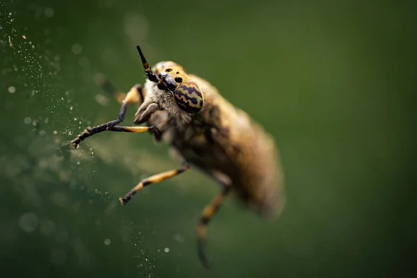 Detailní Záběr Zářezu Rohatého Hada Listí Zahradě — Stock fotografie