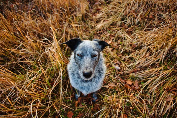 Topbillede Australsk Kvæghund Der Sidder Kigger Kameraet Brunt Græsland - Stock-foto