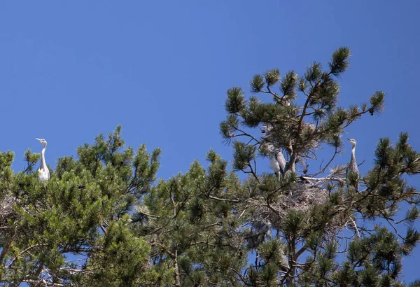 Nombreux Oiseaux Héron Gris Près Des Nids Dans Les Arbres — Photo