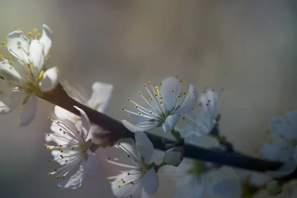 Detailní Záběr Rozkvetlé Třešňové Květy Rozmazaném Pozadí — Stock fotografie