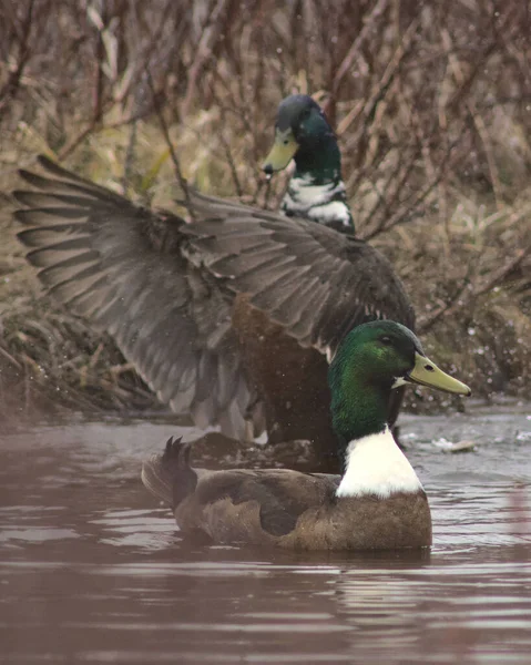 Πάπιες Mallard Κολυμπούν Στο Ποτάμι — Φωτογραφία Αρχείου