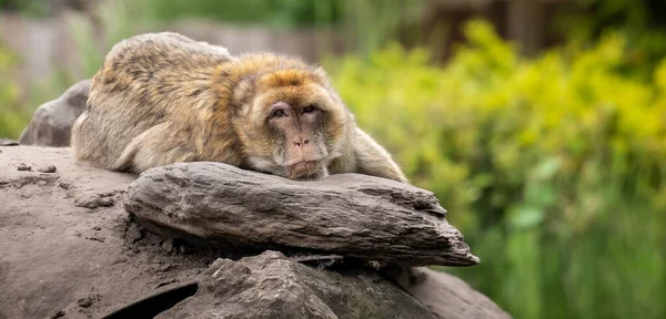 Cute Long Tailed Macaque Resting Rocks Zoo — Stock Photo, Image