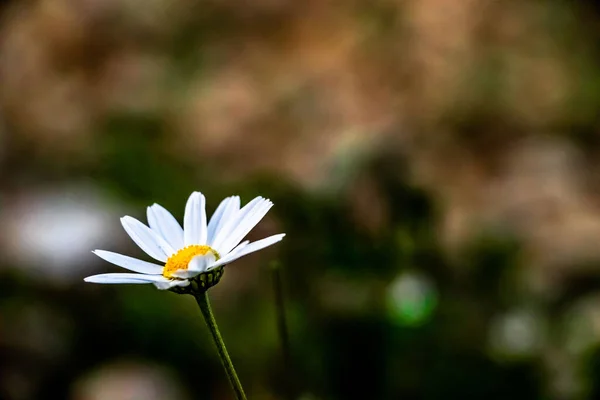 自然花花园洋甘菊 — 图库照片