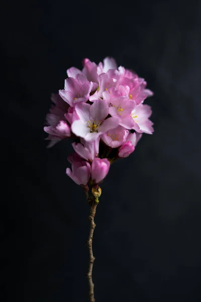 Colpo Verticale Fiori Ciliegio Fiore — Foto Stock