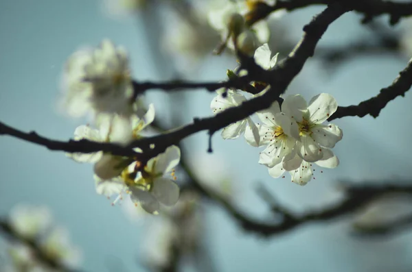 Bulanık Arka Planda Güzel Kiraz Çiçeklerinin Yakın Plan Çekimi — Stok fotoğraf