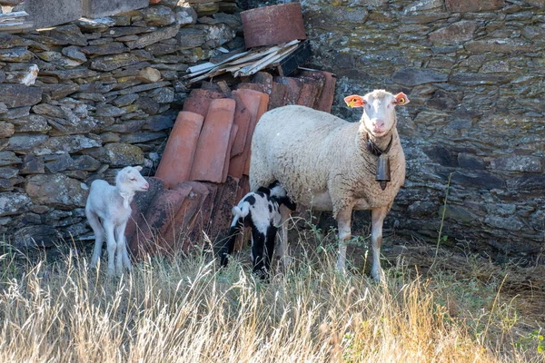 Two Little Baby Sheep Lambs One White One Black White — Stock Photo, Image