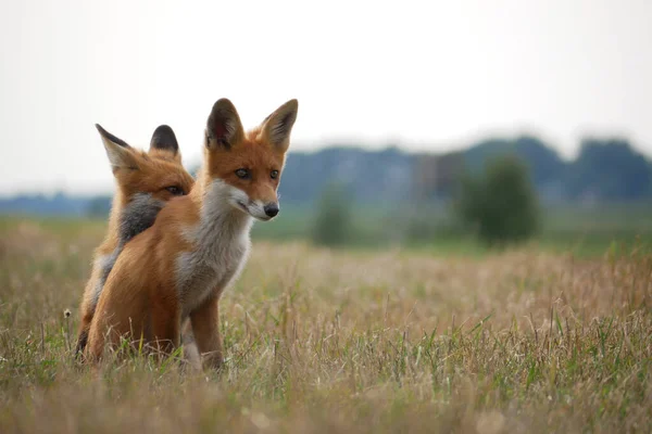 Fox Gêmeos Jogando Prado — Fotografia de Stock