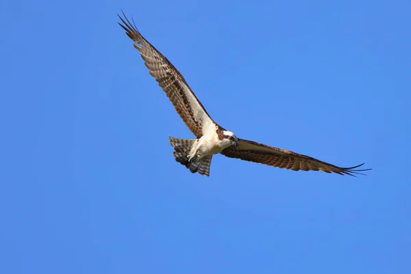 Een Osprey Vliegend Een Blauwe Lucht — Stockfoto