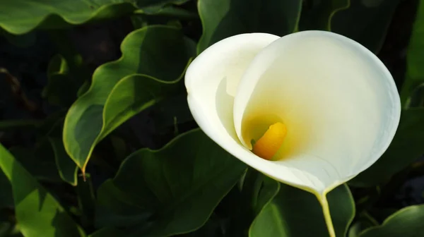 Closeup Calla Flower Park — Stock Photo, Image