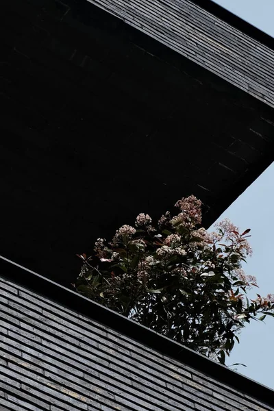 Vertical Shot Japanese Photinia Flowers Balcony — Stock Photo, Image