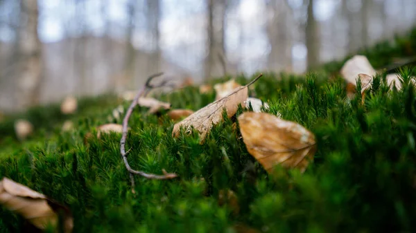 A closeup of the dry leaves on the green lawn.