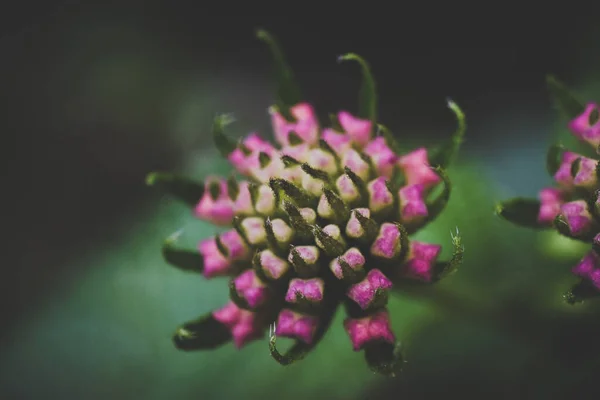 Eine Nahaufnahme Einer Schönen Knospe Rosa Lantana Blume Die Garten — Stockfoto