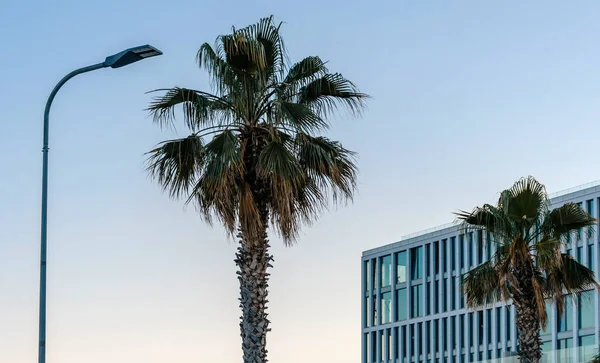 Een Natuurlijk Uitzicht Palmbomen Voor Modern Gebouw Split Kroatië — Stockfoto