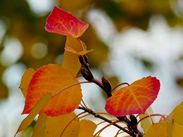 Eine Nahaufnahme Von Roten Und Orangefarbenen Espen Herbstblättern Einem Baum — Stockfoto