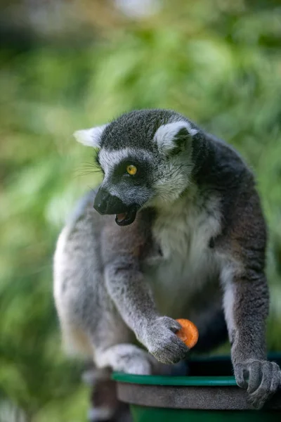 動物園でかわいいキツネザルの垂直閉鎖 — ストック写真