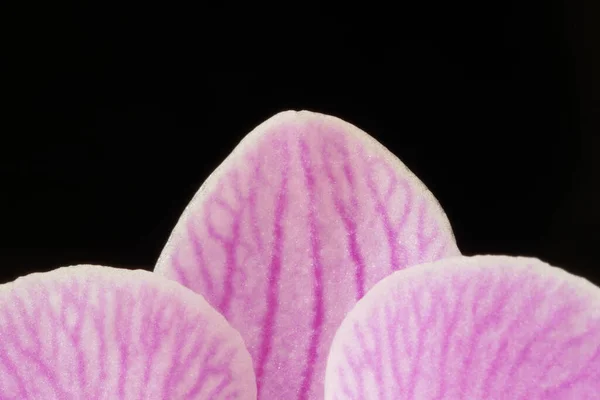 Macro Pink Orchid Blossom — Stock Photo, Image