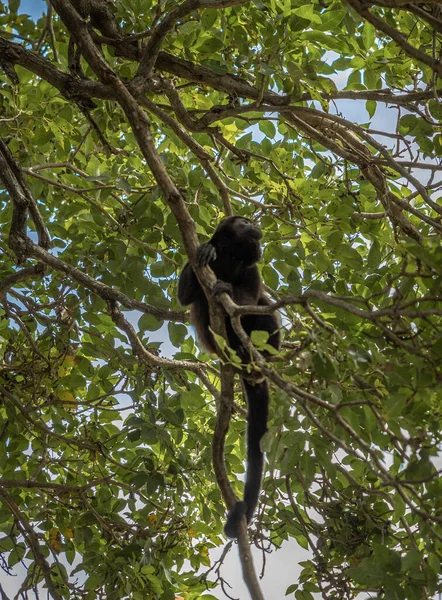Plan Vertical Singe Sur Arbre Dans Une Jungle Costa Rica — Photo