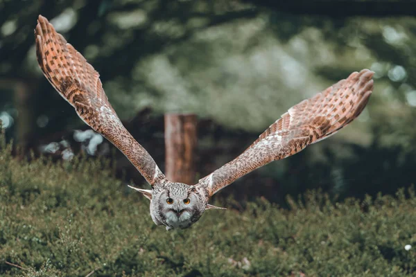 Búho Águila Eurasiático Volando Con Árboles Fondo — Foto de Stock