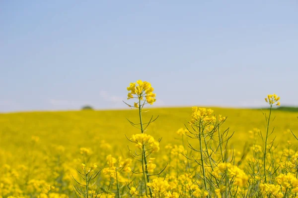 Piękny Widok Pola Żółtymi Kwiatami — Zdjęcie stockowe