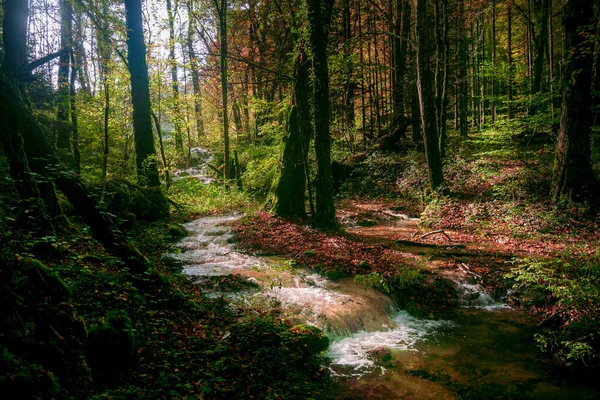 Μια Όμορφη Θέα Ενός Ποταμού Ρέει Μέσα Από Δάσος — Φωτογραφία Αρχείου