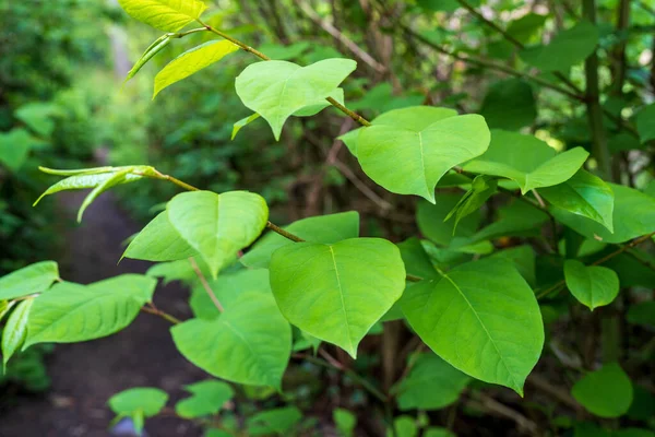 Japanese Knot Weed高侵襲性の植物を除去するのは非常に難しい — ストック写真