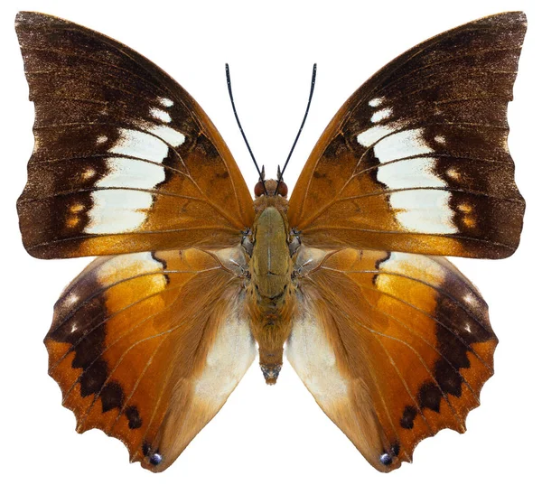 Fjärilsart Charaxes Borneensis Trivialt Namn Vitbandad Rajah — Stockfoto