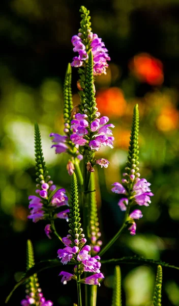 Petits Lupins Dans Jardin — Photo