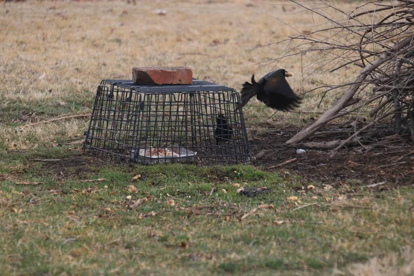 Beautiful View Cute Black Crow Field — Stock Photo, Image