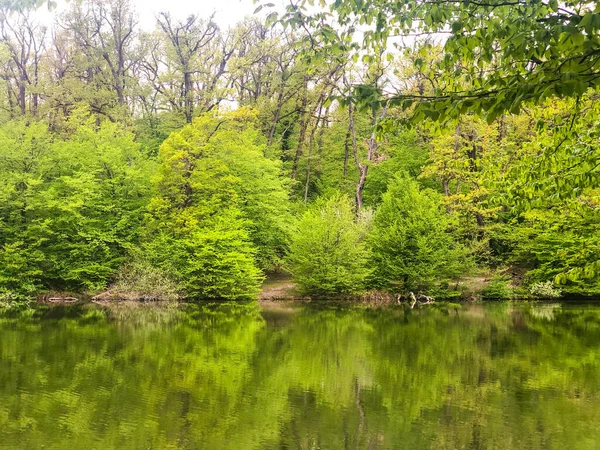 森の中の木々の近くの緑の湖の美しいショット — ストック写真